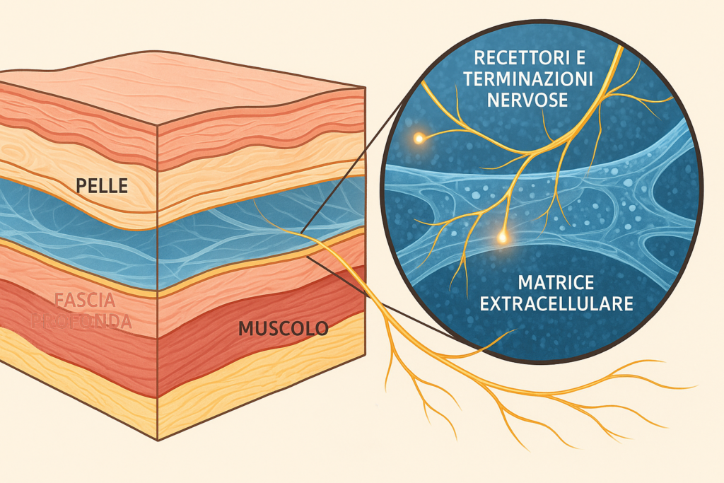 Fascia fluida - rete neurale - Stroma Parenchima 01 - Blog Fascial Full