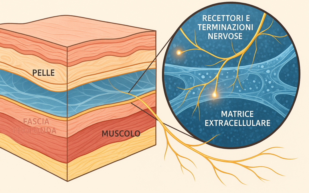 Stroma e Parenchima: perché questa distinzione è superata in terapia manuale